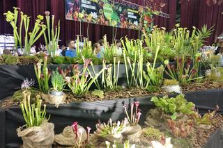 Krwiożercze rośliny opanowały katowicki Spodek! Trwa Festiwal Roślin Owadożernych [ZDJĘCIA, AUDIO]