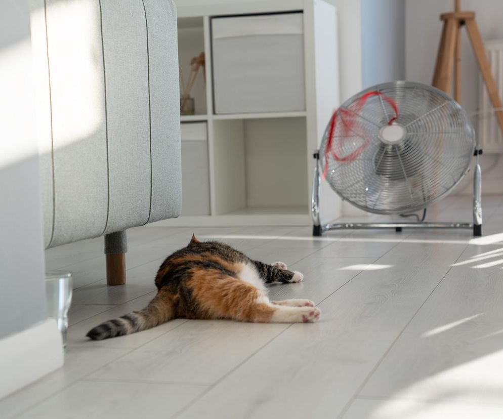 Jak przygotować mieszkanie i balkon na letnie upały, gdy masz psa lub kota