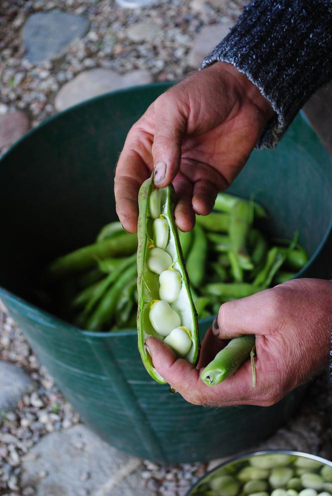 Katarzyna Bellingham płodozmian