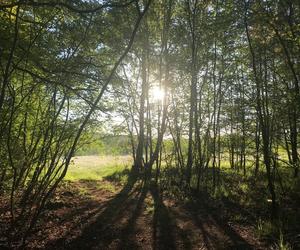 Wirus ASF u dzików. Zakaz wstępu do lasów koło Szczecina