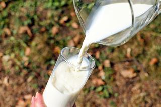 Rolnicy sprzedawali chrzczone mleko spółdzielni mleczarskiej. Sześć osób usłyszało zarzuty