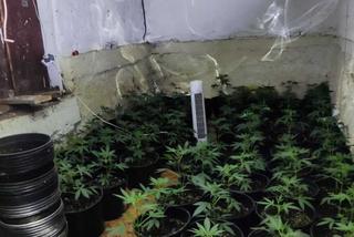 Urządził w piwnicy plantację marihuany. 52-latek może iść za kratki na wiele lat