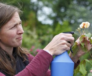 Kiedy tylko zniknie biały puch zorb to różami w ogrodzie. Przygotowania do wiosny zaczynają się teraz. Tylko dzięki temu latem krzewy zamiast patyków utoną w kwiatach. Pielęgnacja róży 