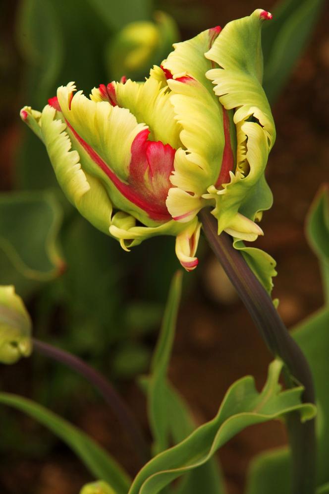 Tulipany papuzie