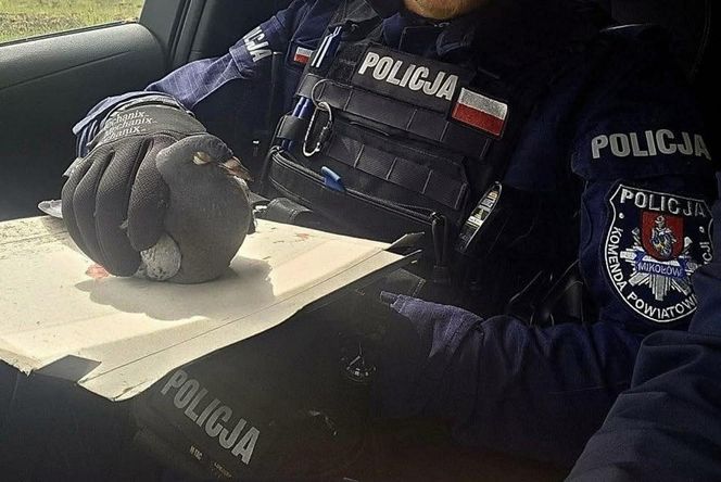 Policjanci o gołębich sercach