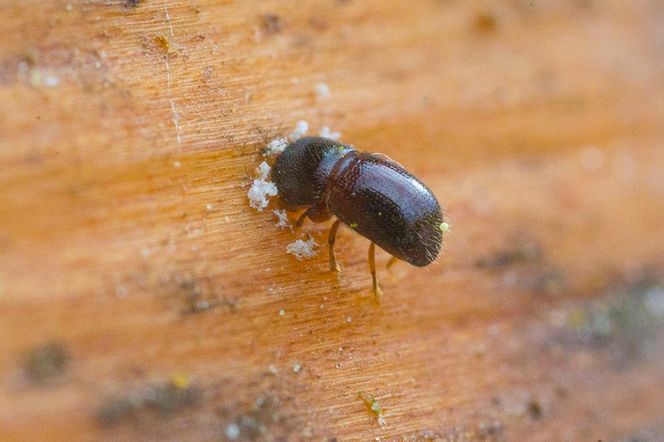 Leśnicy wyłapują groźne owady