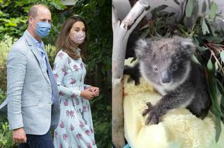 Kate Middleton i książę William spotkali się z misiem koala... na Zoomie! [WIDEO]