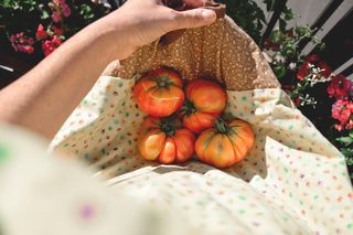 Chcesz mieć pomidory jak z Sycylii? Zdradzamy termin, którego nie możesz przegapić!