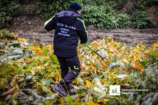 Usuwanie rdestowca na budowie Trasy Północnej