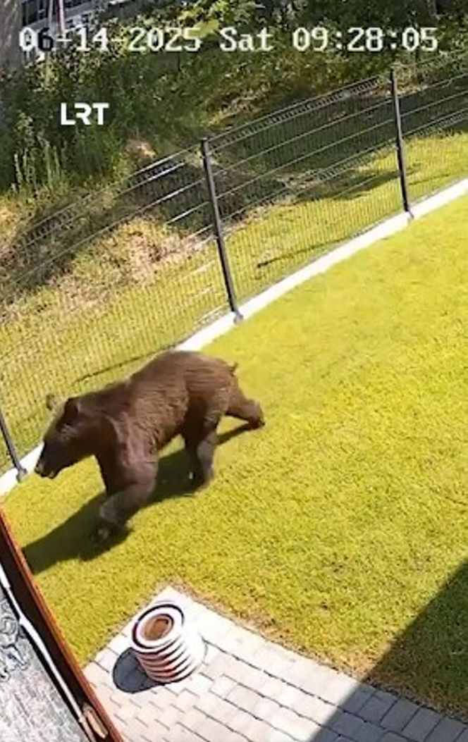 Niedźwiedź w Wilnie