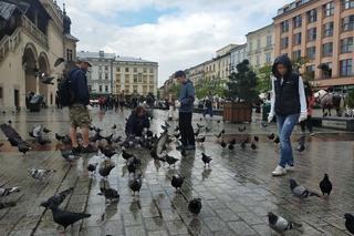 Krakowianie ratują gołębie - za nami Akcja Sznurek