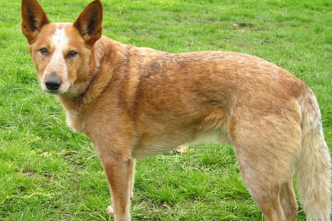 Australian Cattle Dog