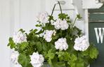 Biała pelargonia
