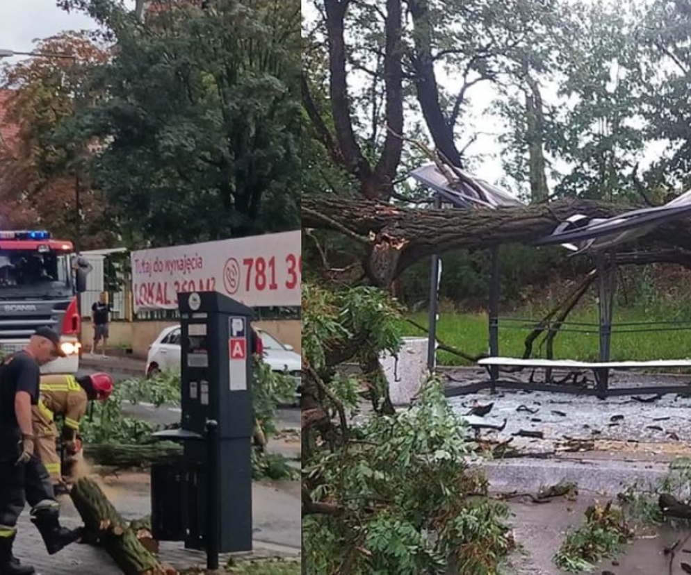 Opole: po przejściu nawałnicy połamane drzewa, zniszczone przystanki