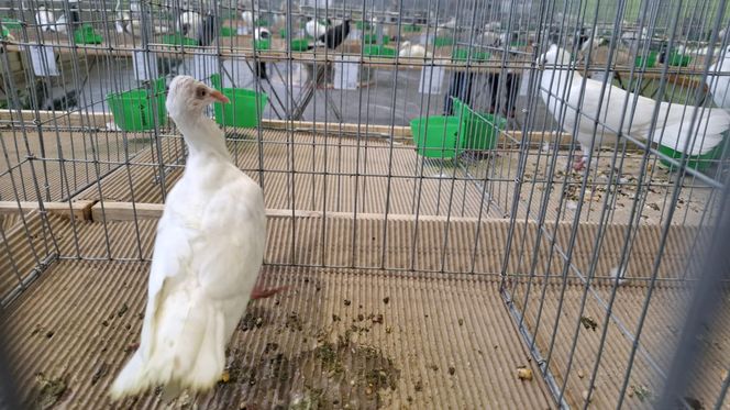 Kalisz. Rasowe gołębie, drób i króliki można podziwiać w hali OSRiR