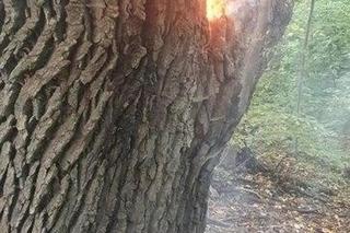 Ktoś podpalił blisko 200-letni dąb w Koronowie! Trwa szukanie sprawcy [ZDJĘCIA]