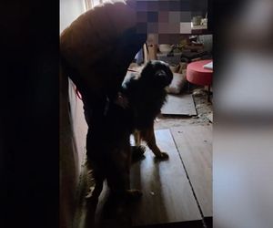 Psy w tragicznych warunkach