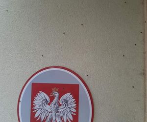 Wchodzą do domu przez okna. To prawdziwa inwazja. Mogą być niebezpieczne
