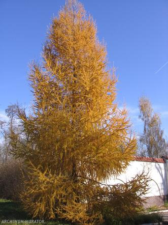 Modrzew