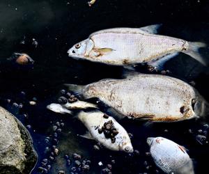 Zanieczyszczona woda, śnięte ryby - to obraz wielkopolskich akwenów!