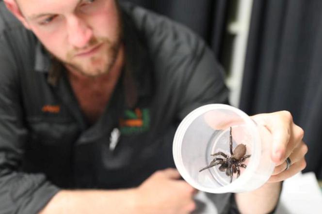Szok! Ten ogromny pająk ma 2-centymetrowe kły i śmiercionośny jad. Będzie... ratował życie!