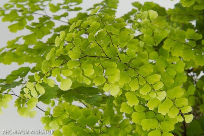 Adiantum - Adiantum raddianum