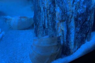 Muszlowiec krótki to gatunek endemiczny z jeziora Tanganika w Afryce