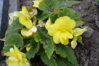 Kwiaty, które nie potrzebują słońca. Jakie wybrać na zacieniony balkon?