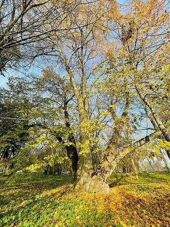 Lipa - lubelski pomnik przyrody - zgłosozna do Konkursu Drzewo Roku 2023