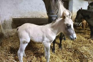konik polski