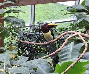 Chorzowskie zoo budzi się do życia ZDJĘCIA