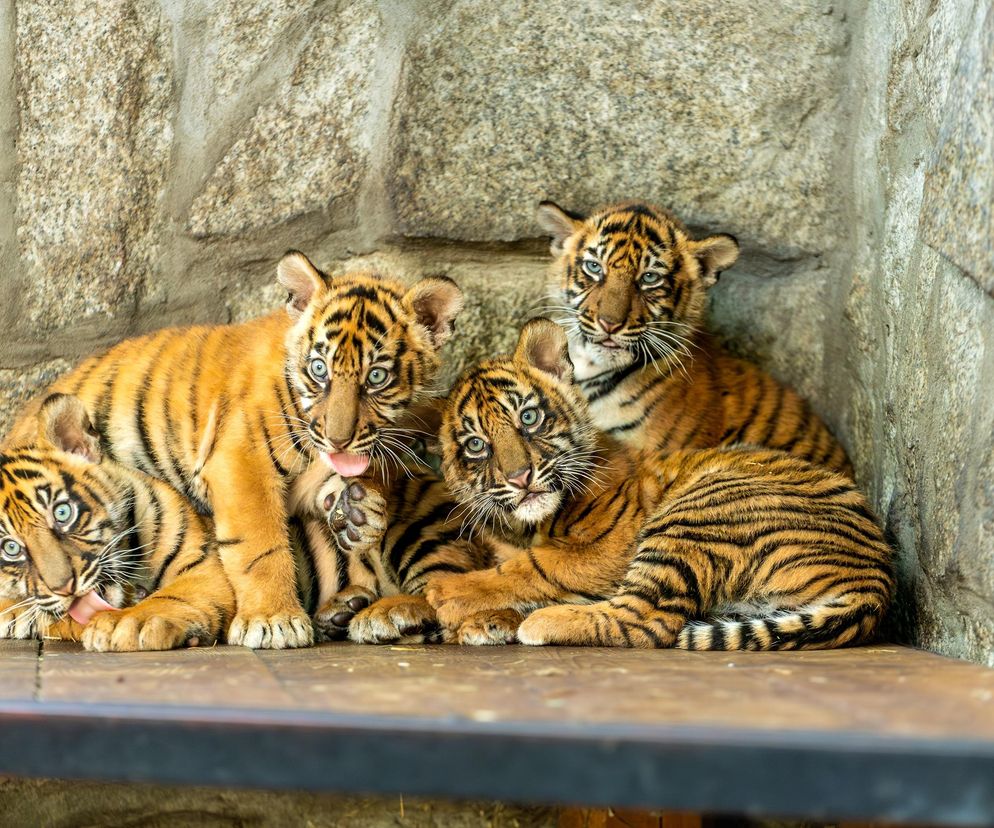 Niesamowite narodziny we wrocławskim zoo. Na świat przyszły cztery tygrysy sumatrzańskie 