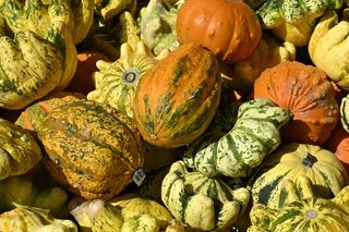 Dynia ozdobna: odkryj fascynujące odmiany! Jak je uprawiać i wykorzystać w dekoracjach ogrodowych?