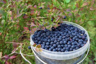 Wystarczy, że w maju rozsypiesz to wokół borówki amerykańskiej, a latem zbierzesz kosze owoców. Z tego naturalnego nawozu korzystają profesjonalni botanicy. Domowa odżywka do borówki amerykańskiej