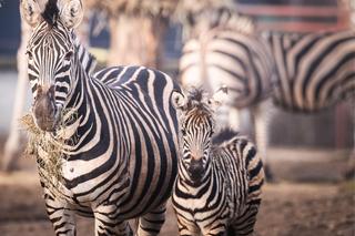 Nowy mieszkaniec zoo we Wrocławiu. To mała zebra Chapmana. Zobacz, jaka jest słodka