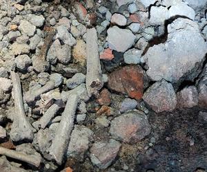 Kości znalezione na Bulwarze Filadelfijskim w Toruniu