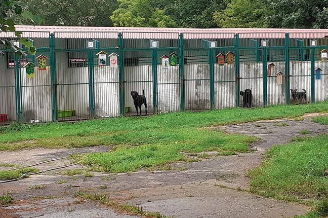 Schronisko dla Bezdomnych Zwierząt w Toruniu