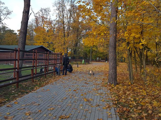 Park 1000-lecia w Lesznie na chwilę przed zachodem słońca
