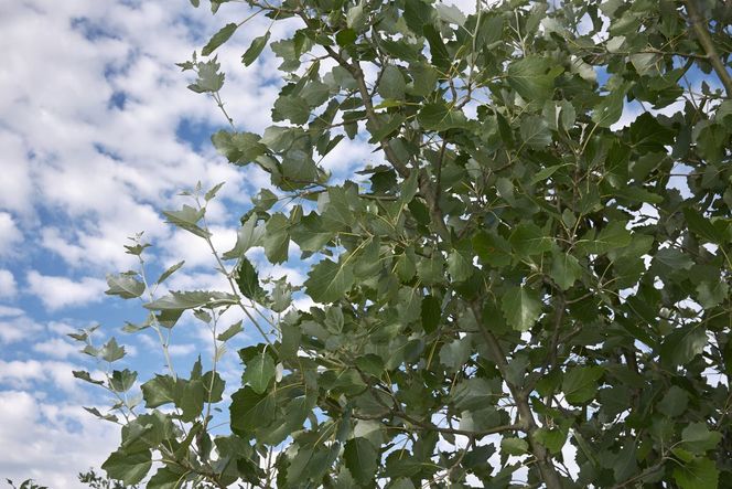 Topole - zalety i wady sadzenia topoli w ogrodach, gatunki i odmiany polecane do ogrodu