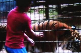 MAKABRA w ZOO! Tygrys odgryzł dziecku rękę na oczach OJCA! Zobacz WIDEO 