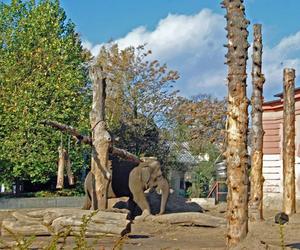 Afrykarium wrocławskiego zoo obchodzi swoje 8. urodziny. Zobacz, jak powstawało [ZDJĘCIA]