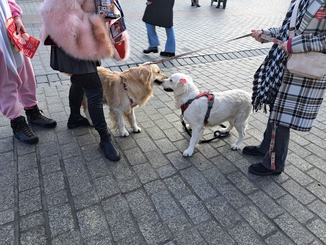 33. Finał WOŚP z grupą krakowskich Golden Retrieverów