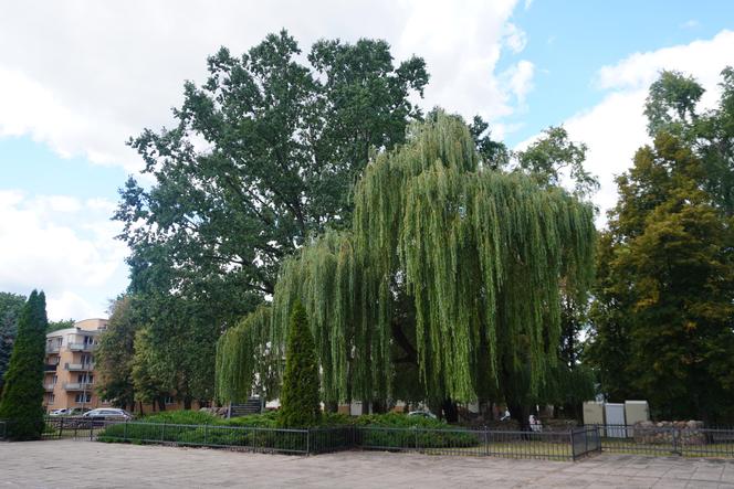 Plac Mordechaja Tenenbauma. To część Skweru przy Żabiej w Białymstoku