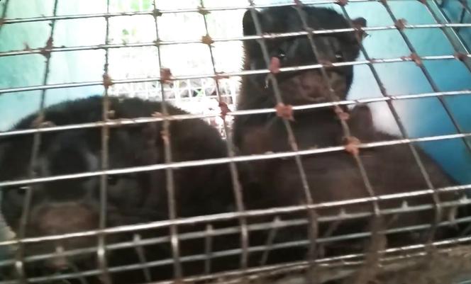 Zakaz hodowli zwierząt na futra