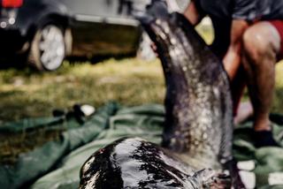 Ryba większa od wędkarza! Gigantyczny sum z sądeckich stawów wyłowiony po dwóch godzinach walki