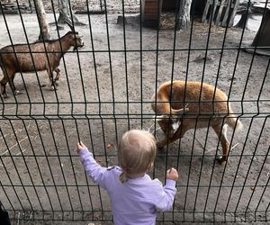 Zagroda 3 siostry w Kamieniu przyciągnęła całe rodziny w ciepły jesienny weekend ZDJĘCIA