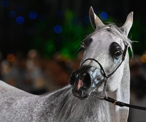 Adelita królową Pride of Poland 2025