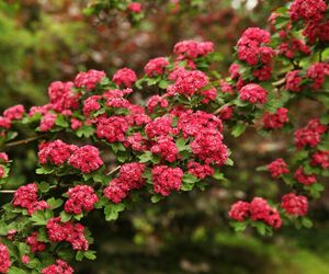Głóg pośredni 'Paul's Scarlet'