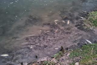 Śnięte ryby w Silnicy w Kielcach. Wędkarze alarmują: są ich już setki! Wideo i zdjęcia