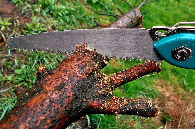 Płoskinia: śmiertelny wypadek podczas usuwania drzewa